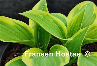 Hosta Silk Road
