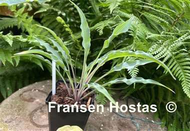 Hosta Silly String