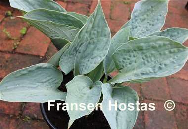Hosta Silver Bay