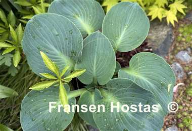 Hosta Silver Bullet