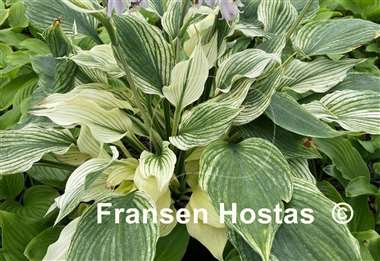 Hosta Silver Feather