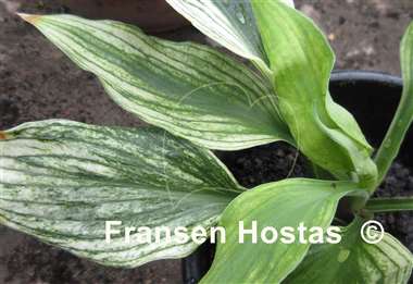 Hosta Silver Feather