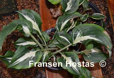 Hosta Silver Lode
