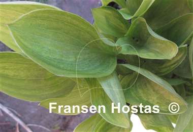Hosta Silver Mine