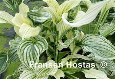 Hosta Silver Plumes