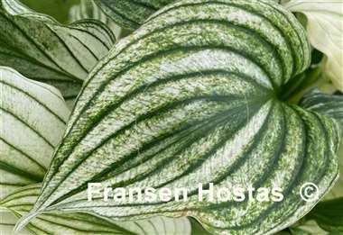 Hosta Silver Plumes