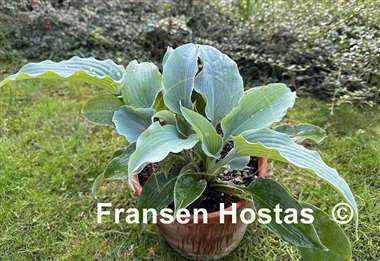 Hosta Silver Serenity