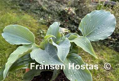 Hosta Silver Serenity