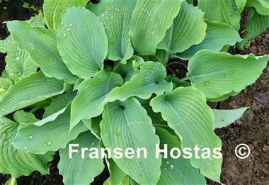 Hosta Silver Serenity