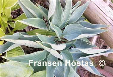Hosta Silver Tongued Devil