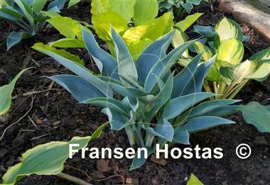 Hosta Silver Tongued Devil