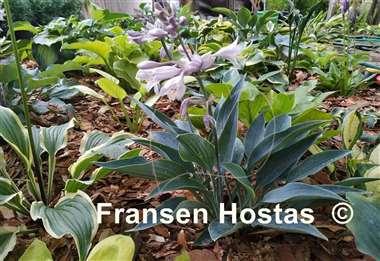 Hosta Silver Tongued Devil