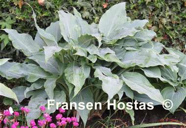 Hosta Silver Wedding 10-pack