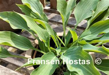 Hosta Silver Wedding