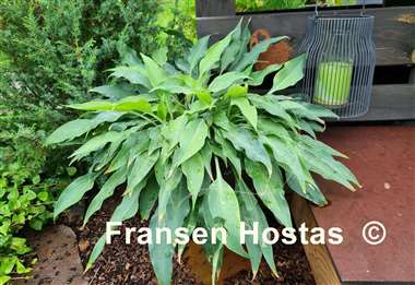 Hosta Silver Wedding