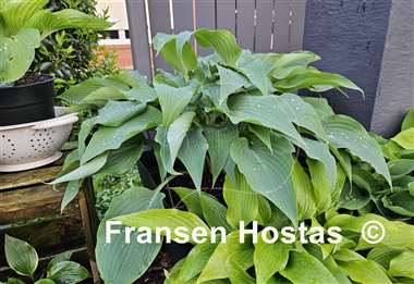 Hosta Silver Wedding