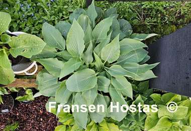 Hosta Silver Wedding