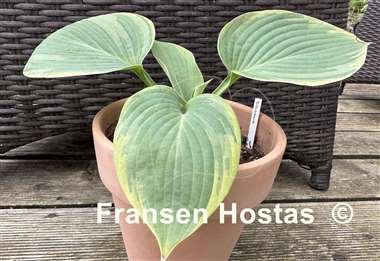 Hosta Silverback