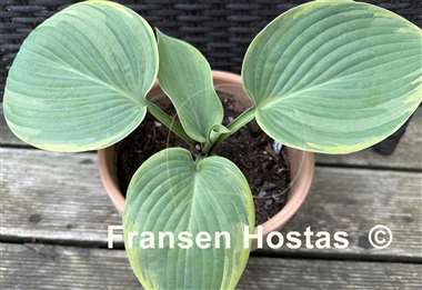Hosta Silverback