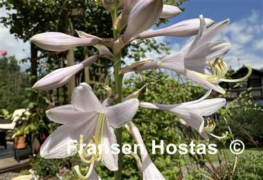 Hosta Silverback