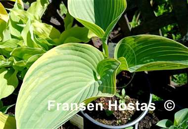 Hosta Silverback