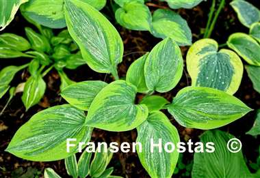 Hosta Sir Prize