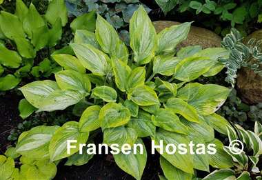 Hosta Sir Prize