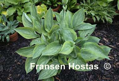 Hosta Sir Prize