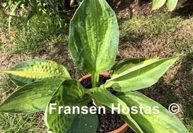 Hosta Sister Act