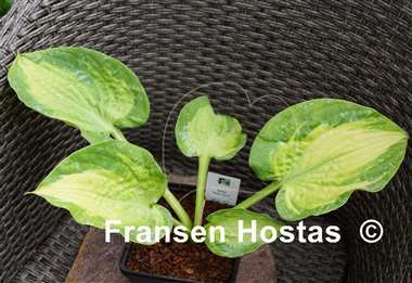 Hosta Sister Act