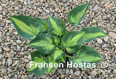 Hosta Sister Act