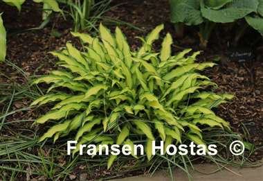 Hosta Sizzle