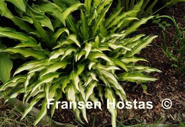 Hosta Sizzle