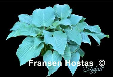 Hosta Skyfall