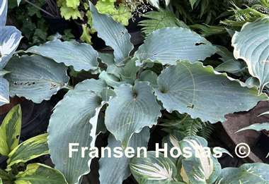 Hosta Skywriter