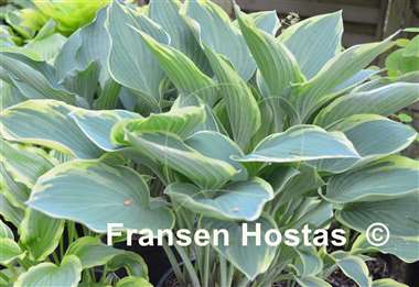 Hosta Sleeping Beauty