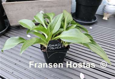 Hosta Small Parts