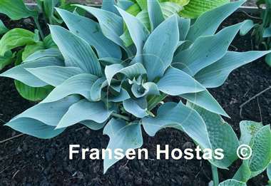Hosta Smoke Signals