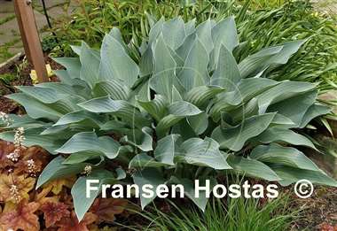 Hosta Smoke Signals