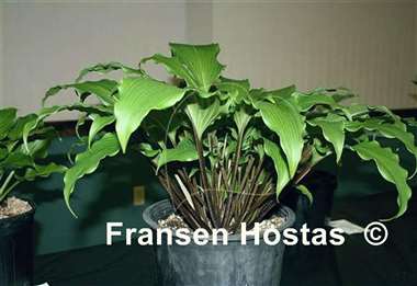 Hosta Snake Charmer