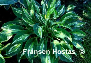 Hosta Snake Eyes