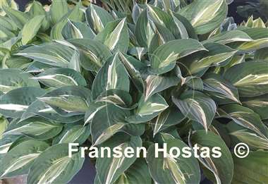 Hosta Snake Eyes