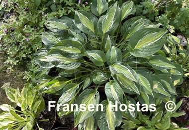 Hosta Snake Eyes