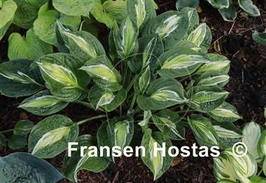 Hosta Snake Eyes