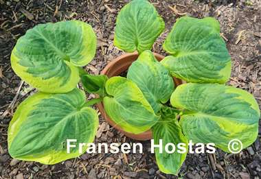 Hosta Snow Cap