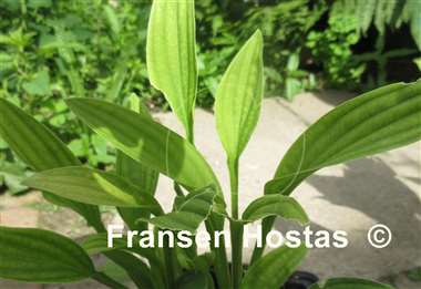 Hosta Snow Flakes