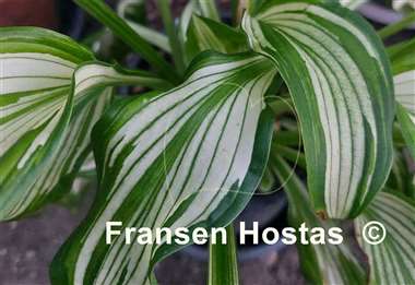 Hosta Snow White