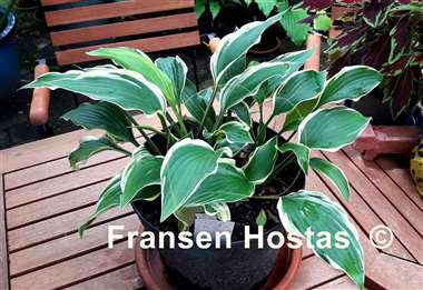 Hosta Soft Shoulders