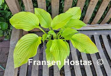 Hosta Solarkugel