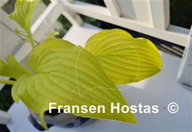 Hosta Solarkugel